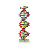 DNA Structure Model, Plastic Assembly Kit DNA Structure Model, Plastic Assembly Kit