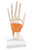 Model of Muscle Ligaments