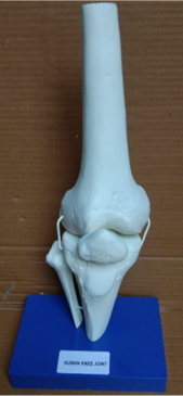 Model of Knee