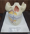 Model of Human 2 Jaws