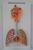 Model of Respiratory system