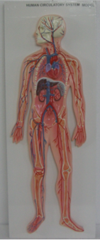 Model of the Circulatory system