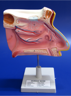 Model of the Nose