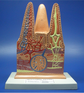 Model of Villi