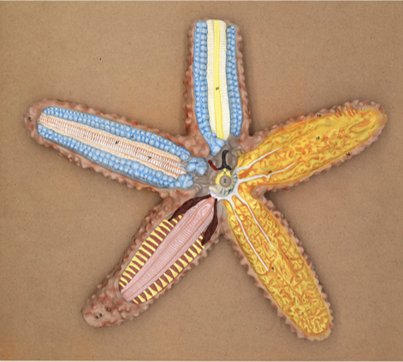 Model of Starfish