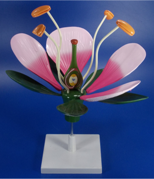 Model of Flower Detachable