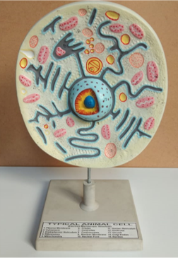 Model of Animal cell
