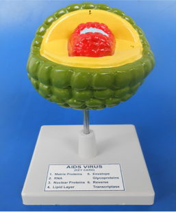 Model of Virus/AIDS
