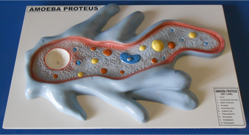 Model of Ameba
