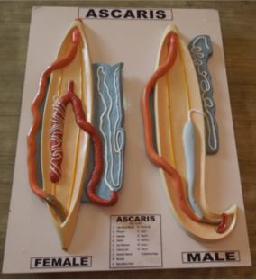 Model of Ascaris worm male and female