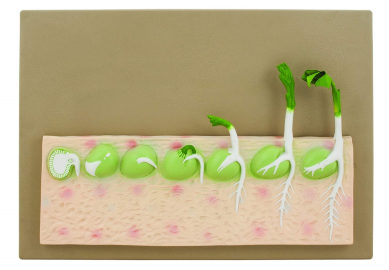 Model of Growth Stages for Dicot Plant