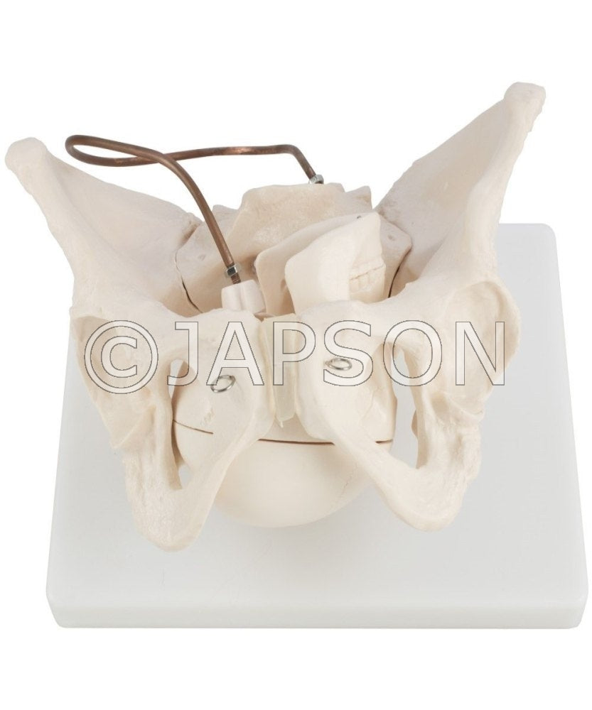 Birth Demonstration Model