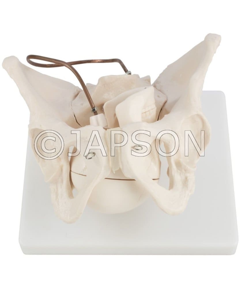 Birth Demonstration Model