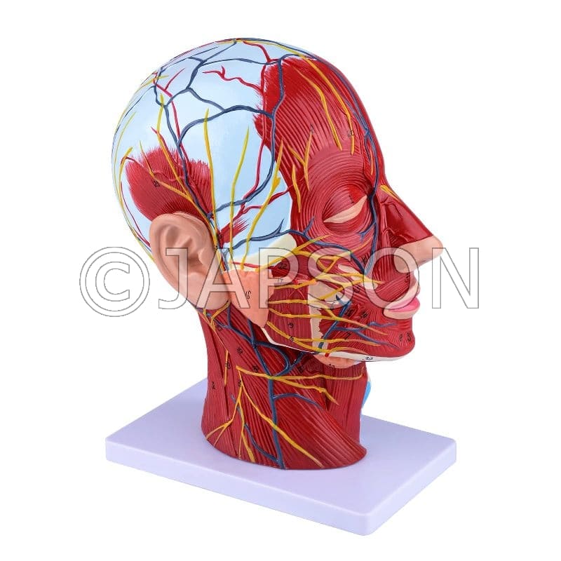 Half  Head Model With Nerves and Vessels Model