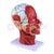 Half  Head Model With Nerves and Vessels Model