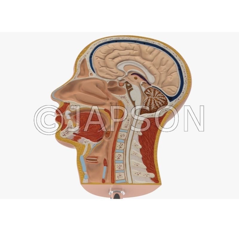 Human Head Sagittal Section Model