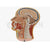 Human Head Sagittal Section Model