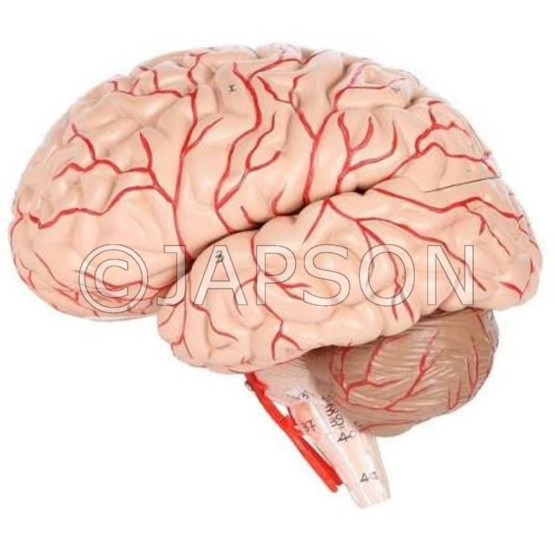 Brain With Arteries (8 Part) Model