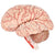 Brain With Arteries (8 Part) Model