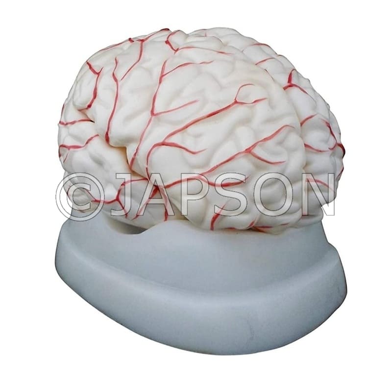 2 Part Brain Model