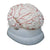 2 Part Brain Model