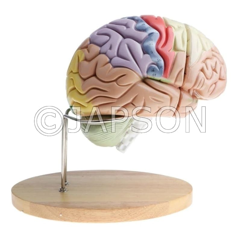2 Times Magnified Detachable Brain Model