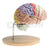 2 Times Magnified Detachable Brain Model