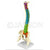 Coloured Flexible Spine (65cm) Model