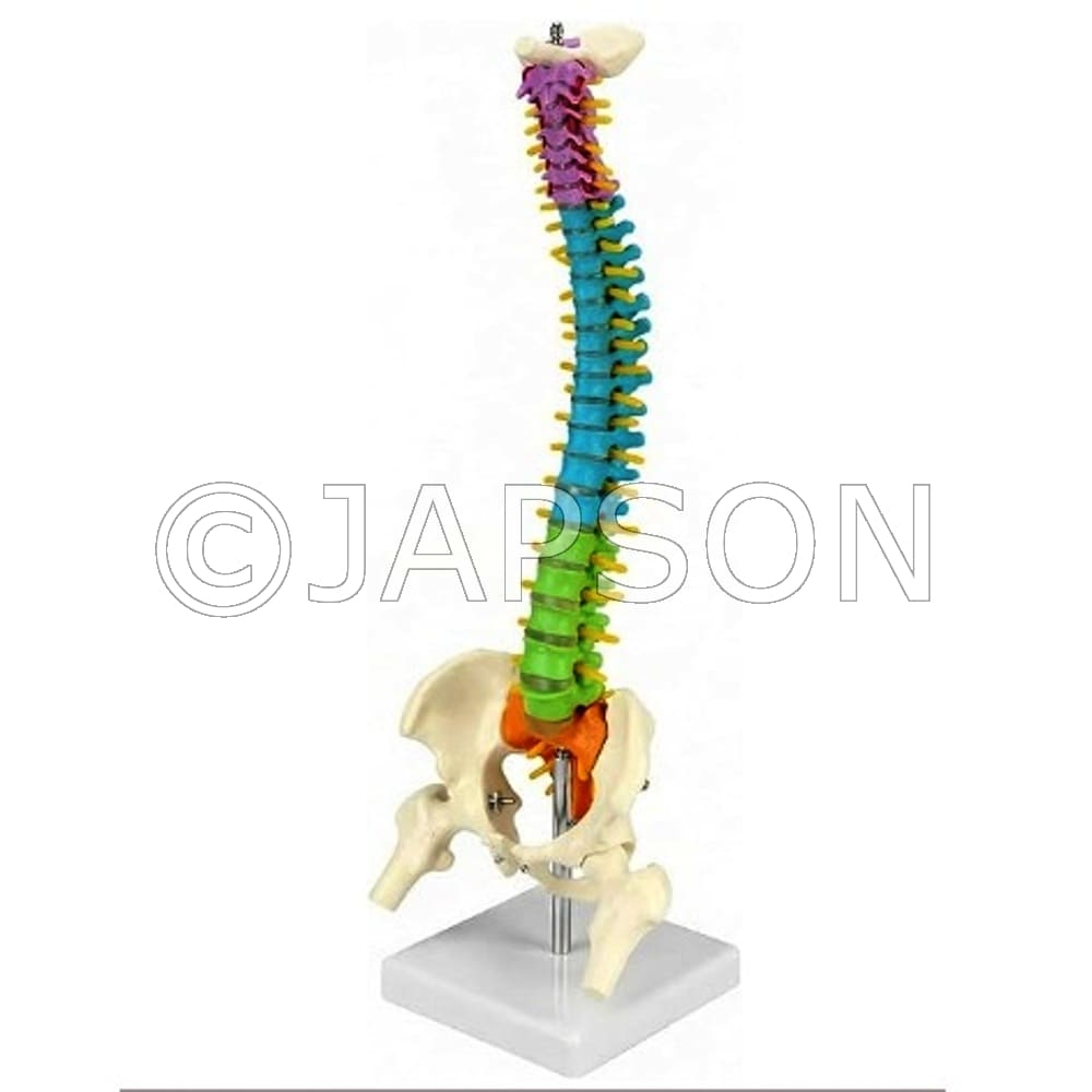 Coloured Flexible Spine (65cm) Model