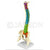 Coloured Flexible Spine (65cm) Model