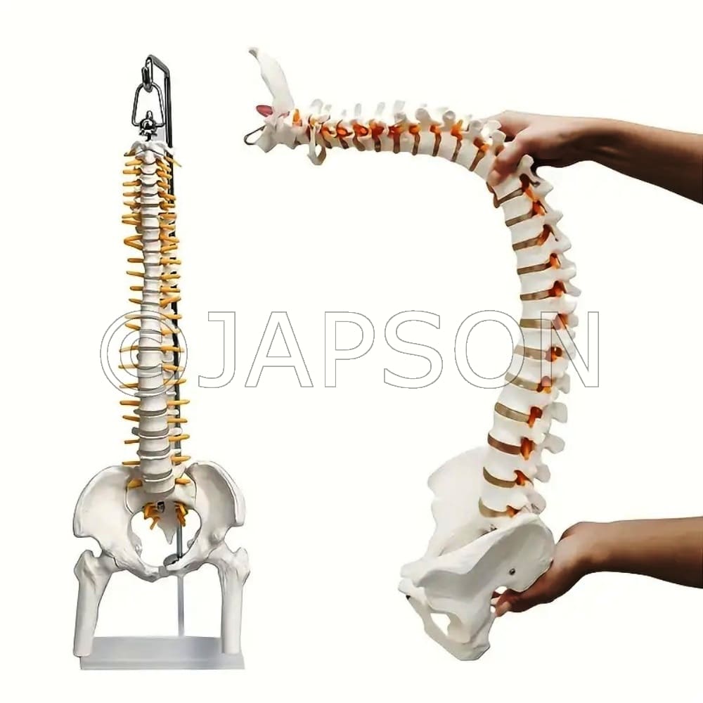 Flexible Spine (65cm) Model