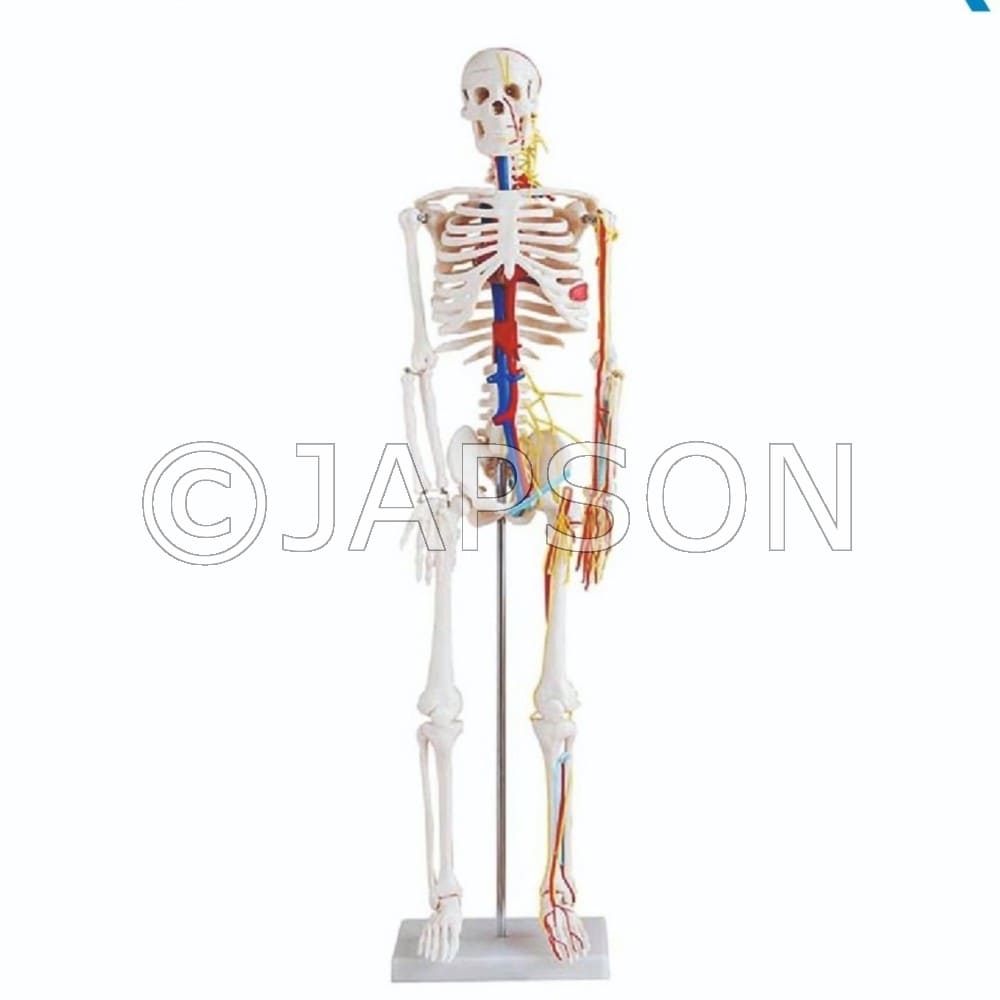 Skeleton With Nerves And Blood Vessels Model 85Cm
