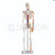 Skeleton With Nerves And Blood Vessels Model 85Cm