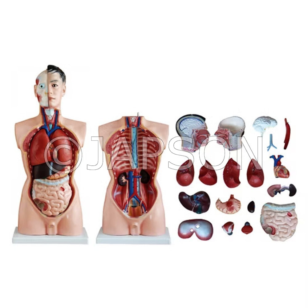 Male Torso (85CM) 19 Parts Model, PVC Plastic