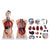 Male Torso (85CM) 19 Parts Model, PVC Plastic