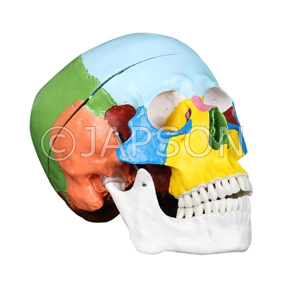 Adult Coloured Skull (Life Size) Model