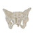 Adult Female Pelvis Model
