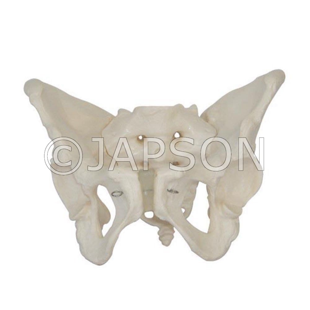 Adult Female Pelvis Model
