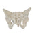 Adult Female Pelvis Model
