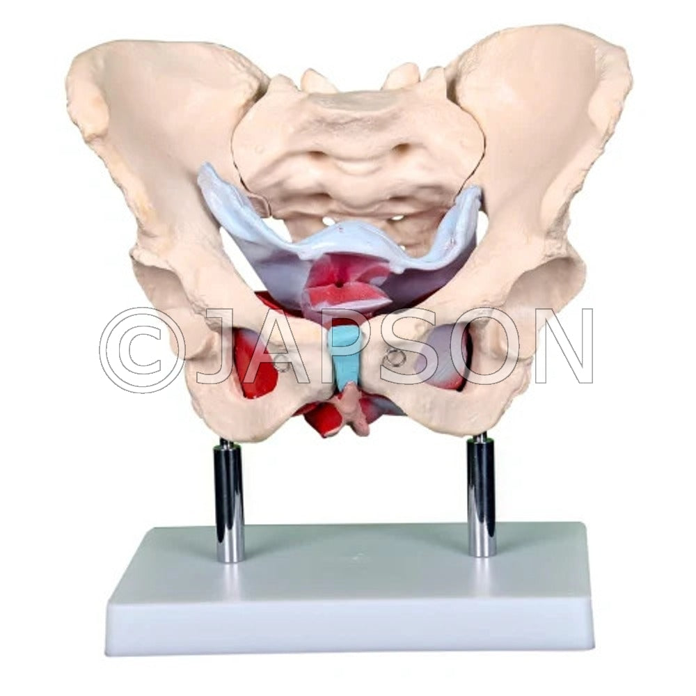 Adult Female Pelvis with Muscles and Organs Model