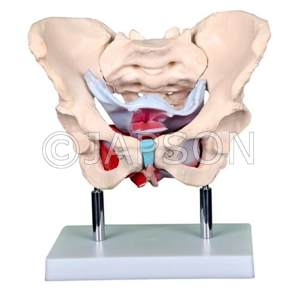 Adult Female Pelvis with Muscles and Organs Model