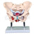 Adult Female Pelvis with Muscles and Organs Model