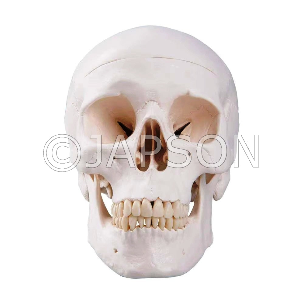 Adult Skull (Life Size) Model