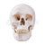 Adult Skull (Life Size) Model