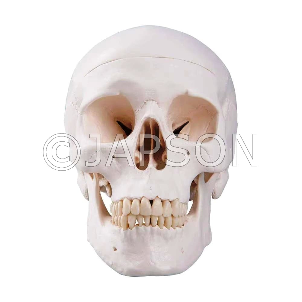 Adult Skull (Life Size) Model