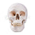 Adult Skull (Life Size) Model