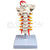 Cervical Spine with Neck Artery and Occipital Bone Model