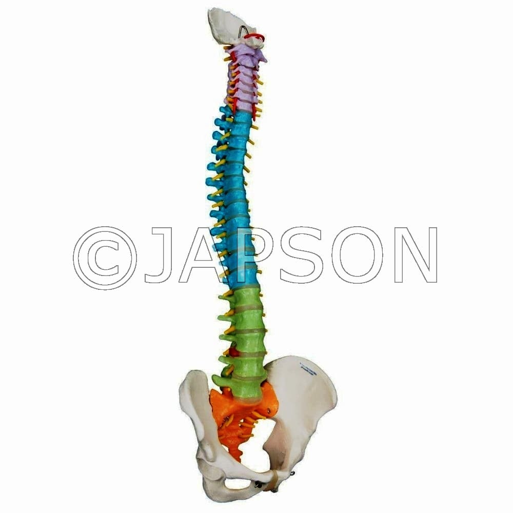 Didatic Flexible Coloured Life-Size Spine with Pelvis Model