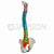 Didatic Flexible Coloured Life-Size Spine with Pelvis Model