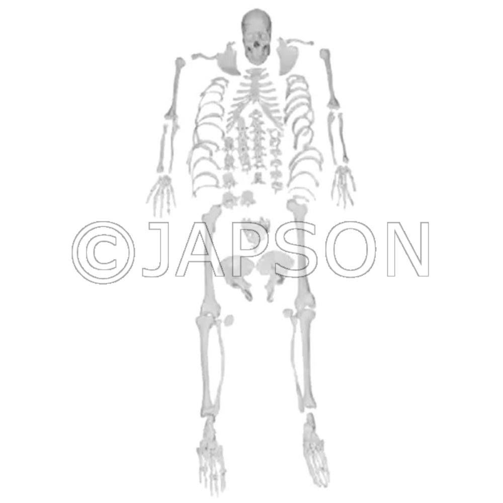 Disarticulated Human Skeleton (Bilateral) (200 Bones) Bone Set For Medical Students Model